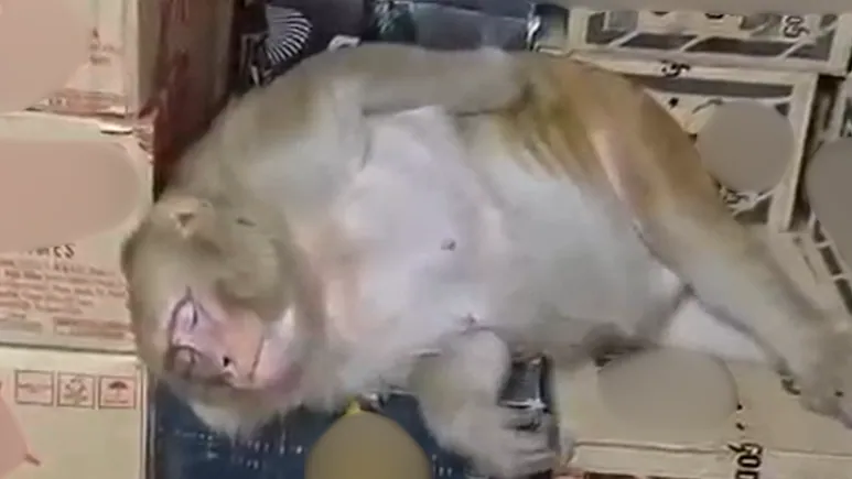 慣犯猴撿酒喝不夠！竟闖酒鋪狂灌半瓶伏特加　下一秒「醉倒酒箱」呼呼大睡