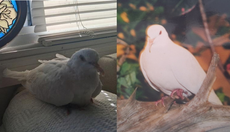 美國「鴿瑞」44歲破金氏紀錄 日常作息、鍾愛電視節目曝光