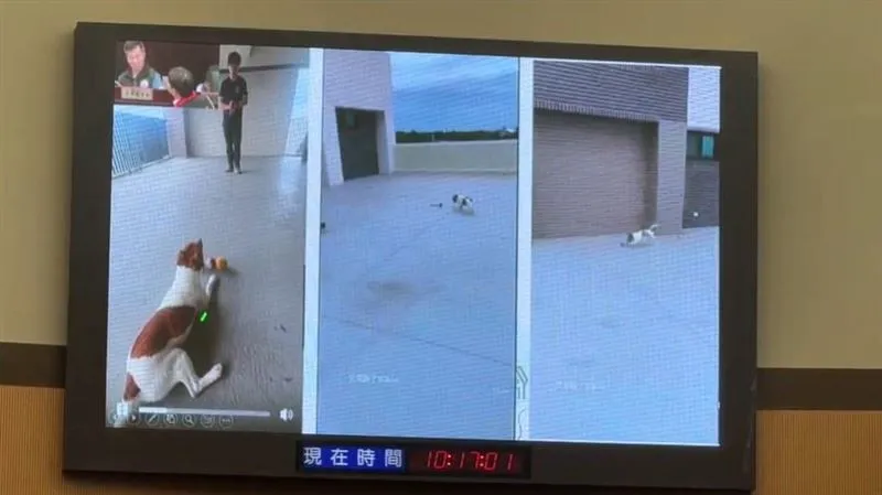 0403強震英雄命喪訓練場！搜救犬Wilson死因曝光　議員轟花蓮消防局：交代不清