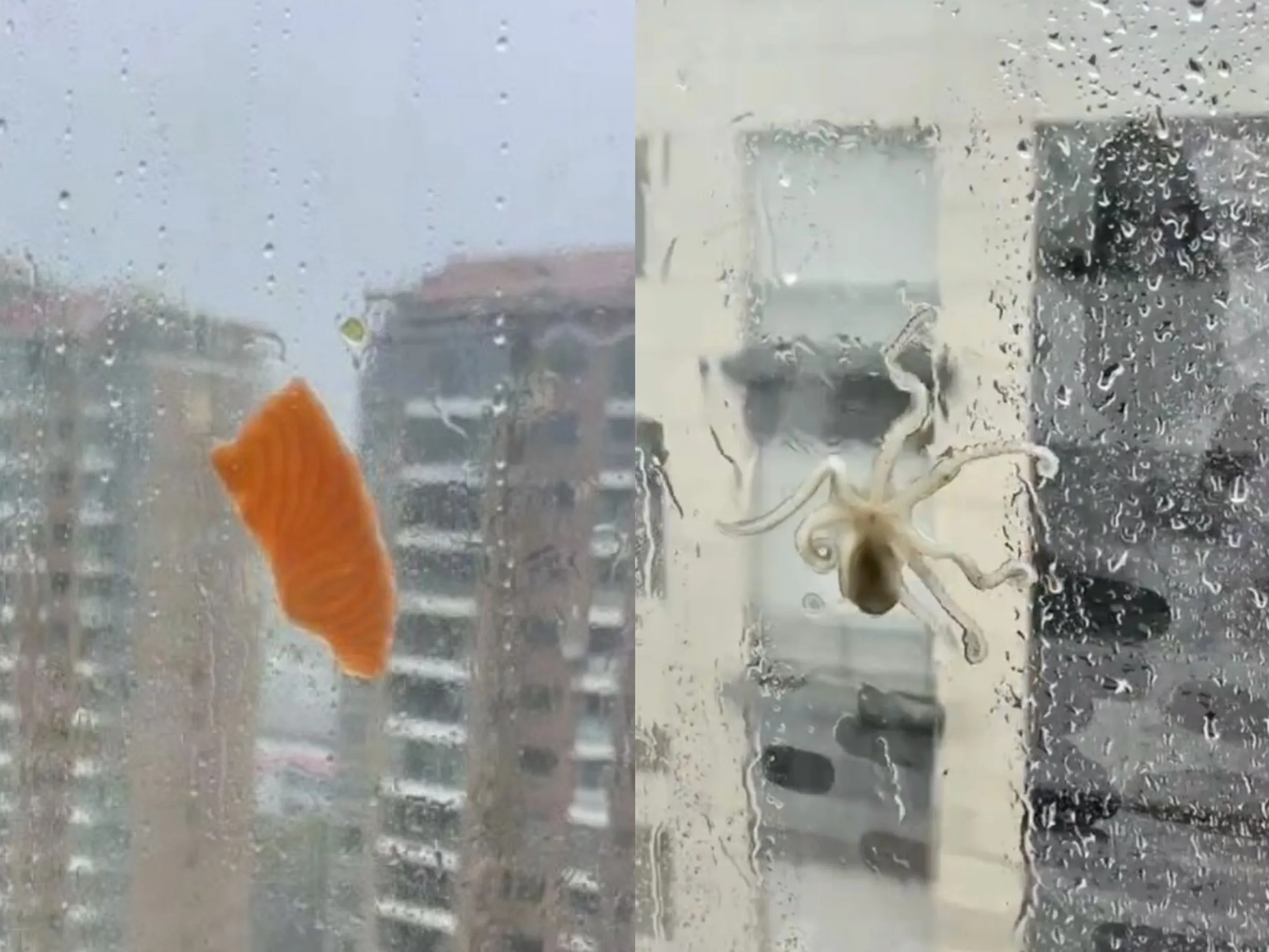 白海豚幫加菜？狂風吹來「活章魚」黏窗戶　下一秒直接下鍋煮成海鮮麵