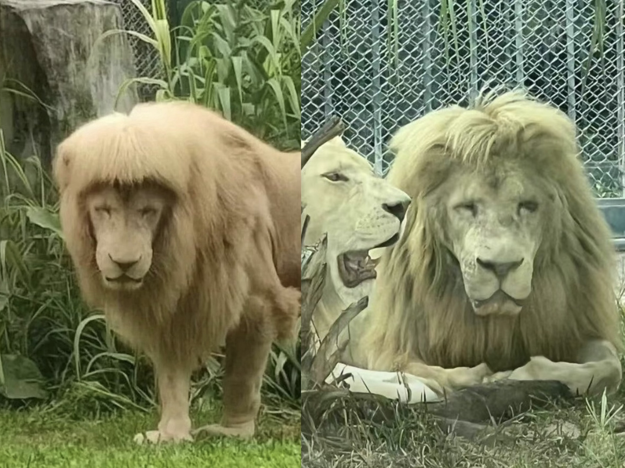 廣州動物園明星白獅「阿杭」曾因獨特百變的「齊瀏海」髮型爆紅。(翻攝自微博)