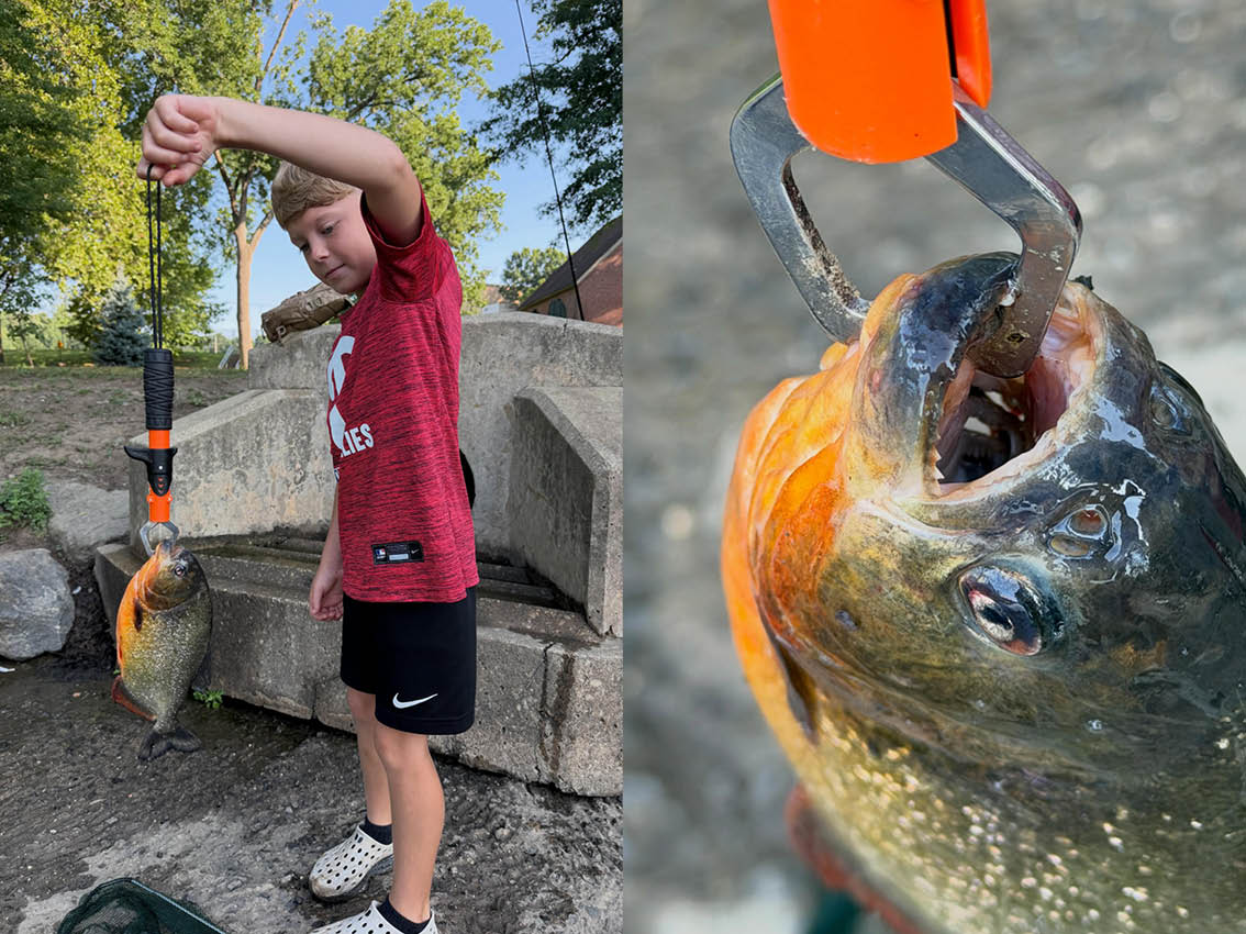 美國賓州一名8歲男童與父親到湖邊釣魚,意外釣起一條重達2磅的紅腹食人魚。(翻攝自臉書Mike Coffey)