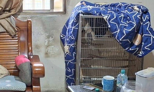 北市發生家庭糾紛,全家為了鸚鵡吵翻。(警方提供)