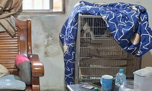 為了鸚鵡全家吵翻！男子怒拿水瓶揮傷妻　警急衝現場逮人