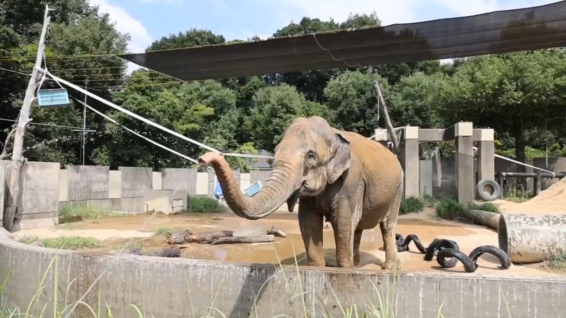 動物園幫灑水降溫,大象不獨享回噴攝影師避暑。(翻攝X@hokkokushimbun)