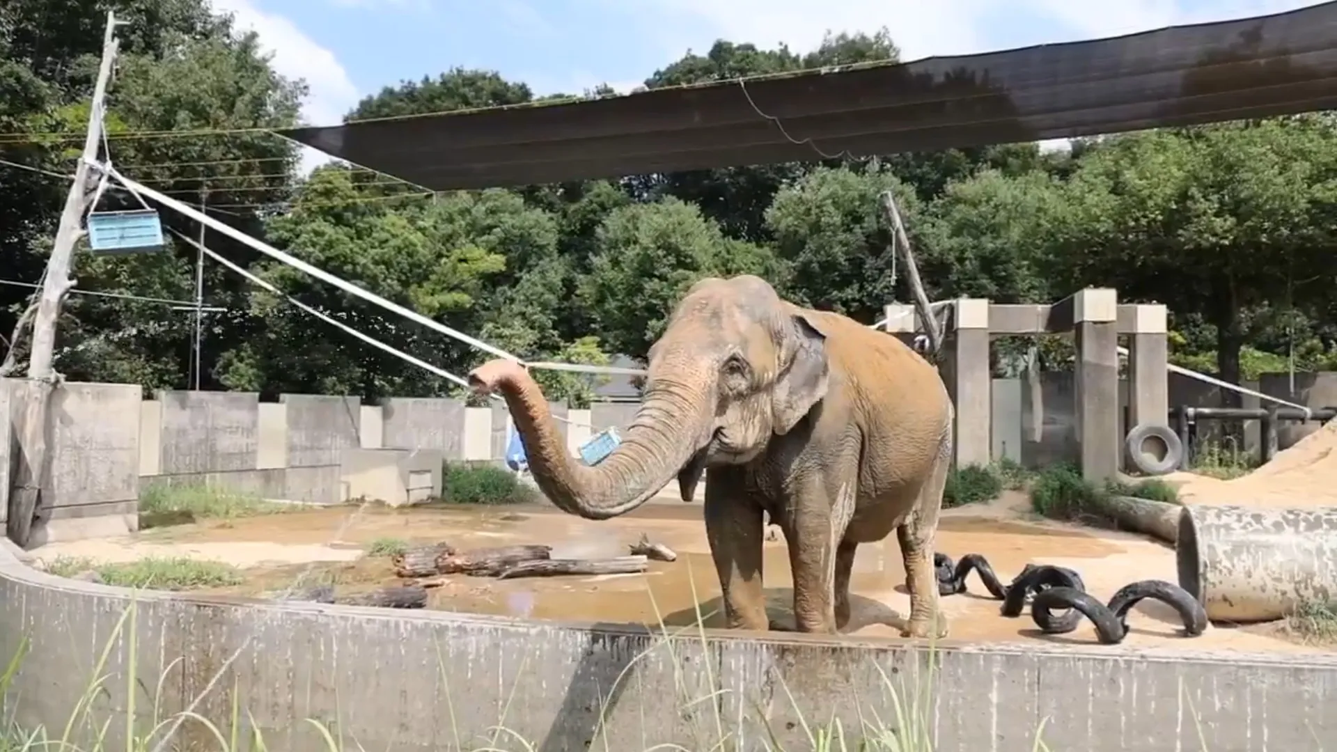 有片／超聰明！動物園幫灑水降溫　大象「看你也很熱」回噴攝影師避暑