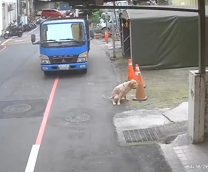黃金獵犬獨自出門趴趴走　飼主再爆2違規慘罰8.3萬