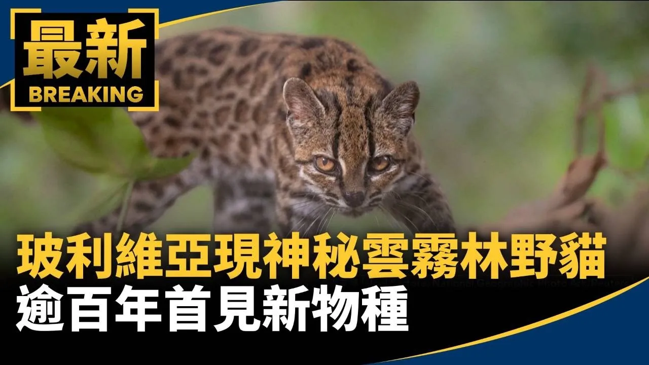 玻利維亞現神秘雲霧林野貓　逾百年首見新物種