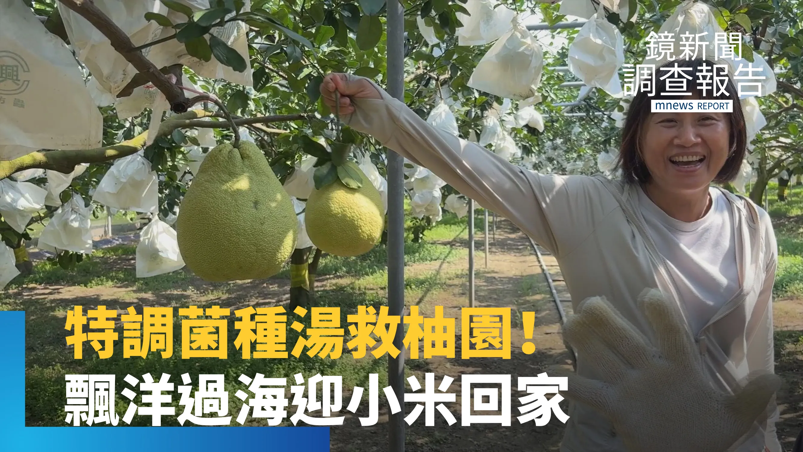 《大學USR點亮台灣農業》特調菌種湯讓果園農藥減半！翻山越嶺找回失落品系　看成大與中山如何用專業救土壤、迎小米回家