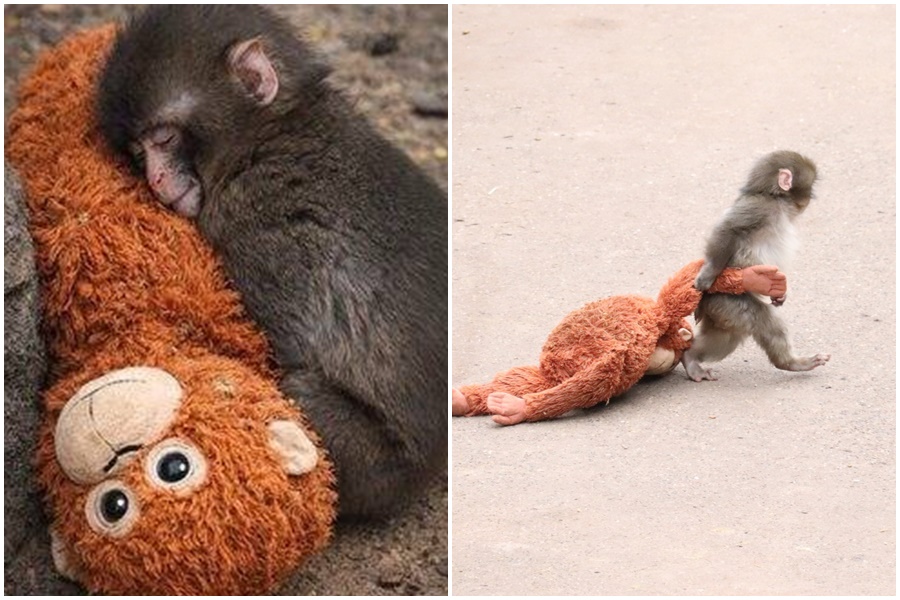 Punch君因無法融入猴群,到哪裡都會帶著牠的紅毛猩猩玩偶,讓人看了鼻酸。(翻攝自X)